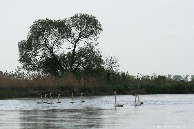 Biebrza River