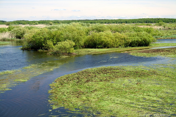 Biebrza River