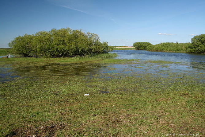 Biebrza River