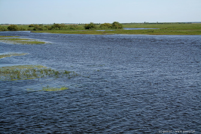 Biebrza River