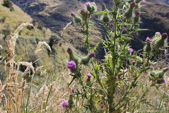 New Zealand - bike trip towards Moke Lake