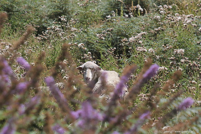 New Zealand - bike trip towards Moke Lake