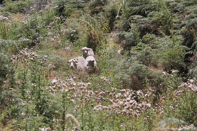 New Zealand - bike trip towards Moke Lake