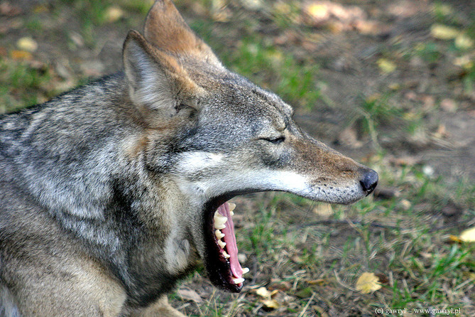 Bialowieza National Park